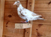 Yellow mueleman racing pigeon for sale