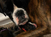 KC boxer puppies