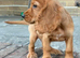 Cocker Spaniel boy Fully vaccinated
