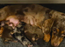 Rodney kc Barleys Boy smooth cream carrying long miniature dachshund