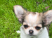 2 female pomchi