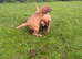 Kc labradors puppies