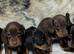 Quality KC / PRA clear Miniature Dachshund Puppies from Licensed Breeder