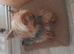 Small Yorkshire terrier