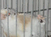 serbian x European goldfinch