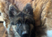 4 month old long hair German shepherd boy