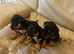 Jack Russel puppies