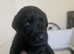Beautiful litter of black labrador puppies