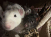 4 Male Rats