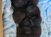 British shorthair x