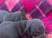 BEAUTIFUL PUPPIES