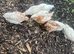 Chicks, 6 week old. Unsexed - off heat