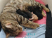 Main coon bengal cross boy 10 weeks