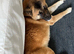 Bear headed American Akita