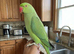 Baby ring neck talking parrot