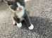 Ragdoll cross russian blue kittens