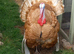Turkey poults