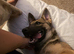 German Shepherd x Belgian Malinois