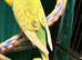 Young Indoor-Raised Budgies perfect pets Cheshire