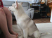 15 week old Siberian Male Husky