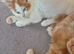 Maine coon kittens