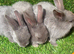 Gorgeous grey bunnies