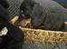 Adorable lil miniature dachshund pups read see all details below
