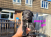 Lurcher Puppies