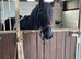 11 yr old 14.1/2 friesian X mare
