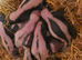 SKUNK KITS FOR SALE