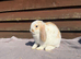 Mini lops