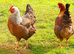 Welsumer Partridge and silver duckwing lg fowl Cocks znd hens available