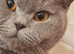 BSH GCCF MALE CAT