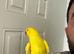 Parrot