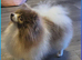 2 Beautiful kc pomeranian