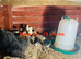 Mum with chicks for sales