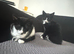 2 female kitten
