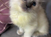 6 grey mitted ragdolls