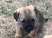 KC registered Border Terrier Puppies