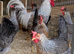 Cream crested legbar hatching eggs