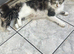 Selling my beautiful kittens