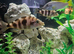 Two female VC10 ,two red zebra cichlids