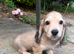 Gorgeous shaded cream boy, 1 remaining
