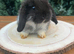 Pure Bred (7 w old) Mini Lop Babies