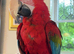 Tame and talking greenwing macaw