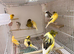 Persian canary's and Lancashire canary's