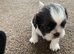 2x stunning tiny shih tzu boys
