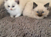 Ragdoll kittens