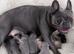 French Bulldog Puppies