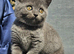 British blue shorthairs kittens pure pedigrees